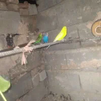 مرغ عشق