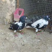 جفت‌نر‌شتری‌چپ‌