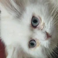 بچه گربه پرشین