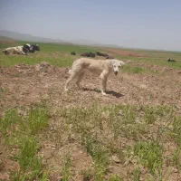 سگ زرنگ|سگ|دهگلان, |دیوار