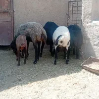 بره نر کشتاری