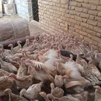 جوجه‌بوغلمون‌بربن|حیوانات مزرعه|تربت‌حیدریه, حسنی بالا|دیوار
