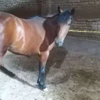 ۱ قلاده سگ+۱راس مادیان