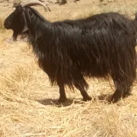 4 عدد بز جون هیکل  وبا 6 عدد کهره