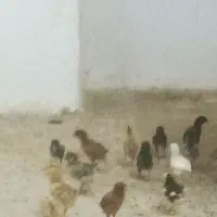 جوجه 20روزه واکسن خورده گلپایگان دانه 100