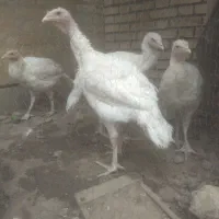 بوقلمون ارگانیت کامل دانه دوتومن