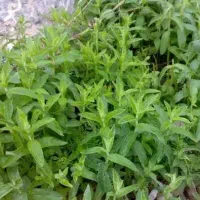 چایی کوهی آویشن بابونه درجه یک تمیز