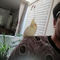 عروس هلندی و قفس و مرغ عشق باهم