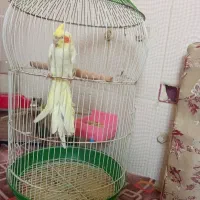 عروس هلندی نر سخنگو
