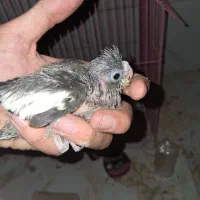 عروس هلندی سرلاکی