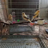 جوجه قناری ماده ابلق