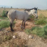 اسب مادیان
