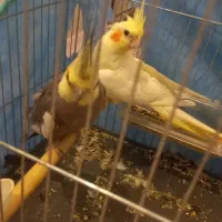 عروس هلندی مولد