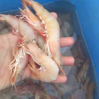 میگوصورتی