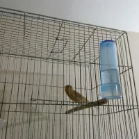 جوجه قناری نر