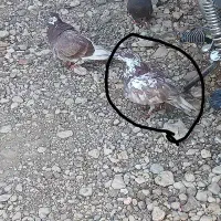 کبوتر نره بسیار خوب