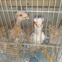 مرغ سیبرت آلیشترفندرز