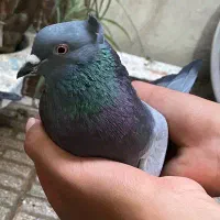 کبوتر سبز کاکلی