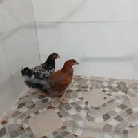 مرغ و خروس