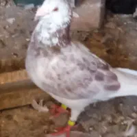 فرش طرح کفتر