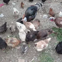 مرغ تخم گذار گلپایگانی