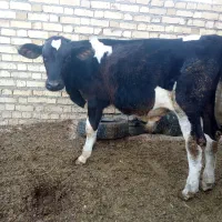 گاو گوساله