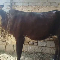 گوساله گوشتی