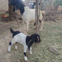 بز و کهره ماده