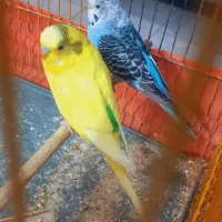 مرغ عشق جفت خورده مولد