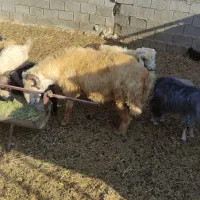 فروش ۷راس کهره نر ۲ راس بره ی.راس قوچ داشتی