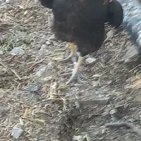 مرغ وخروس
