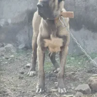 واگذاری سگ سرابی نر