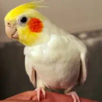 عروس هلندی نر