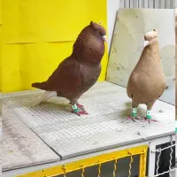 کبوتر رنگی پسند شد درخدمتم