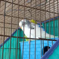 مرغ عشق انگلیسی