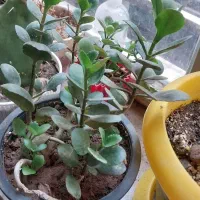 گل و پایه گل