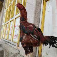 فروش|حیوانات مزرعه|گیان, |دیوار