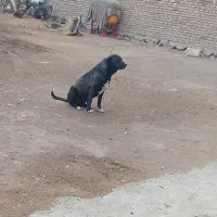 ماده فروشی فوری