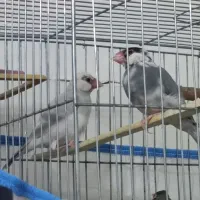 فنچ