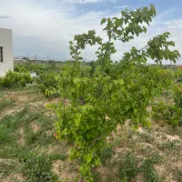 باغ در تاکستان قزوین با درخت میوه