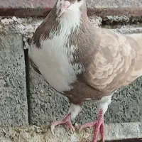 کبوتر خوش رنگ