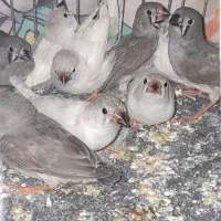 فنچ