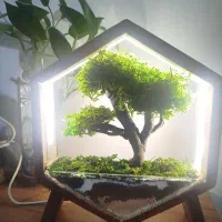 آباژور درخت بنسای جاودان