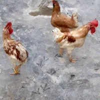 مرغ وخروس