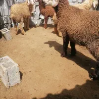 4عددبره نر