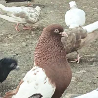 رنگی درجه یک