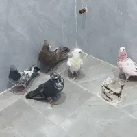 کبوتر تهرانی