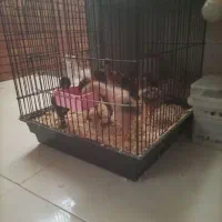 جوجه لاری اصیل ۲۰ روزه
