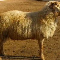 گوسفند