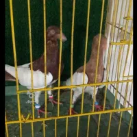 یهودی کبوتر